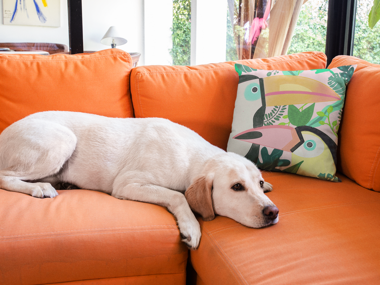 Two Toucan Square Pillow